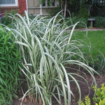 Miscanthus sinensis Cosmopolitan Cosmopolitan Maiden Grass