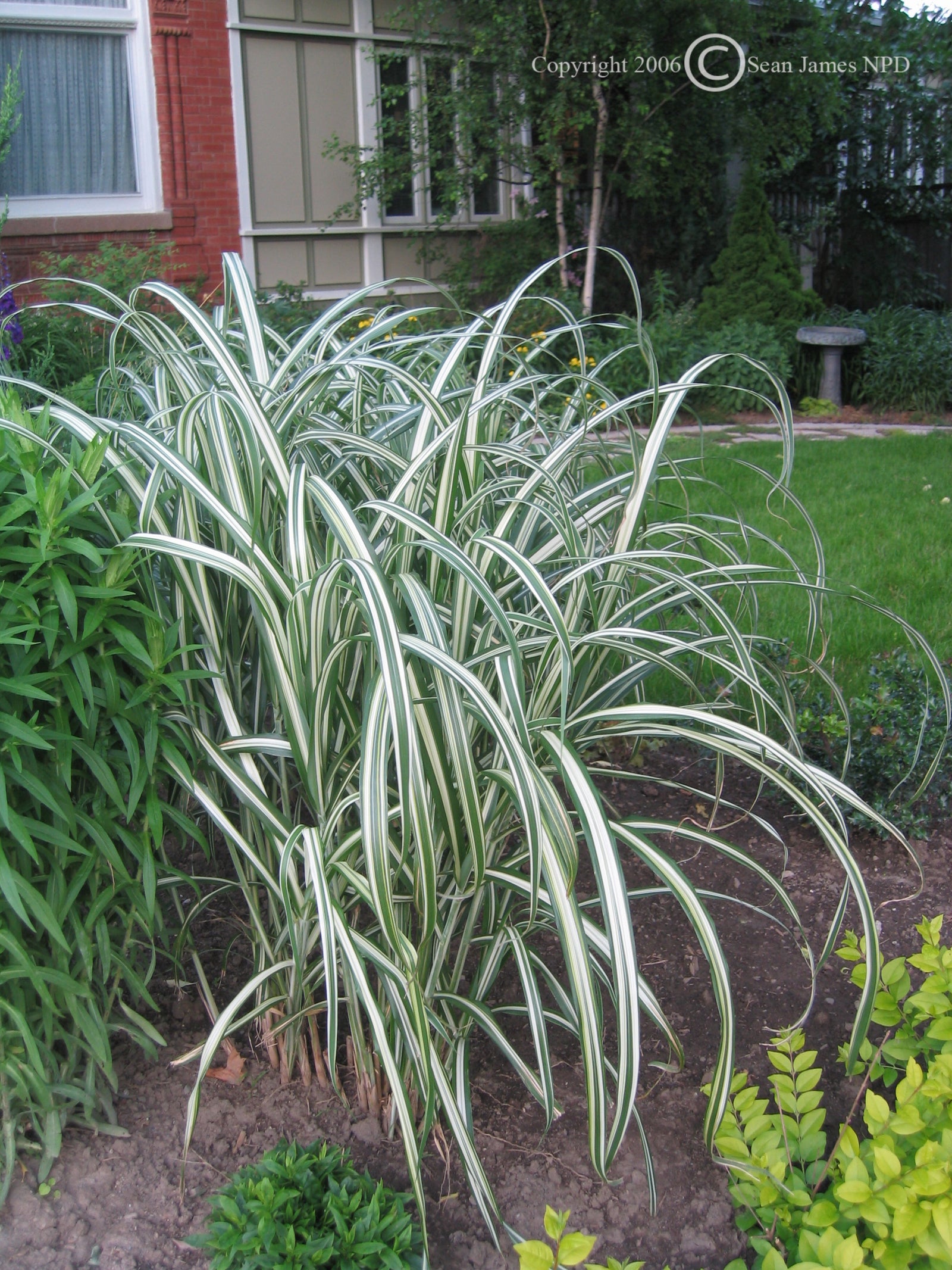 Miscanthus sinensis Cosmopolitan Cosmopolitan Maiden Grass