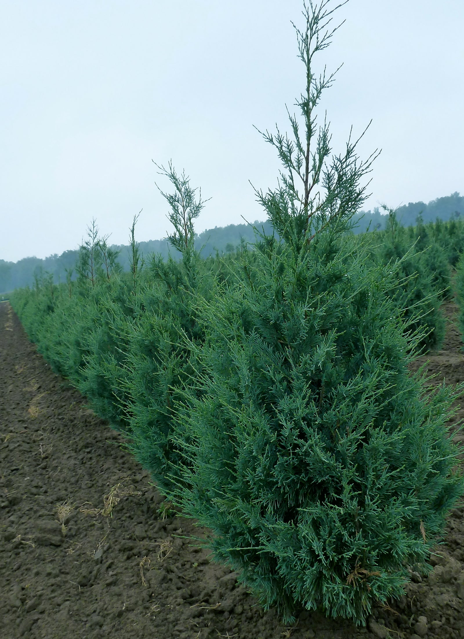 Juniperus scopulorum Wichita Blue Wichita Blue Juniper