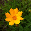 Coreopsis auriculata Nana Dwarf Tickseed