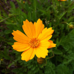 Coreopsis auriculata Nana Dwarf Tickseed