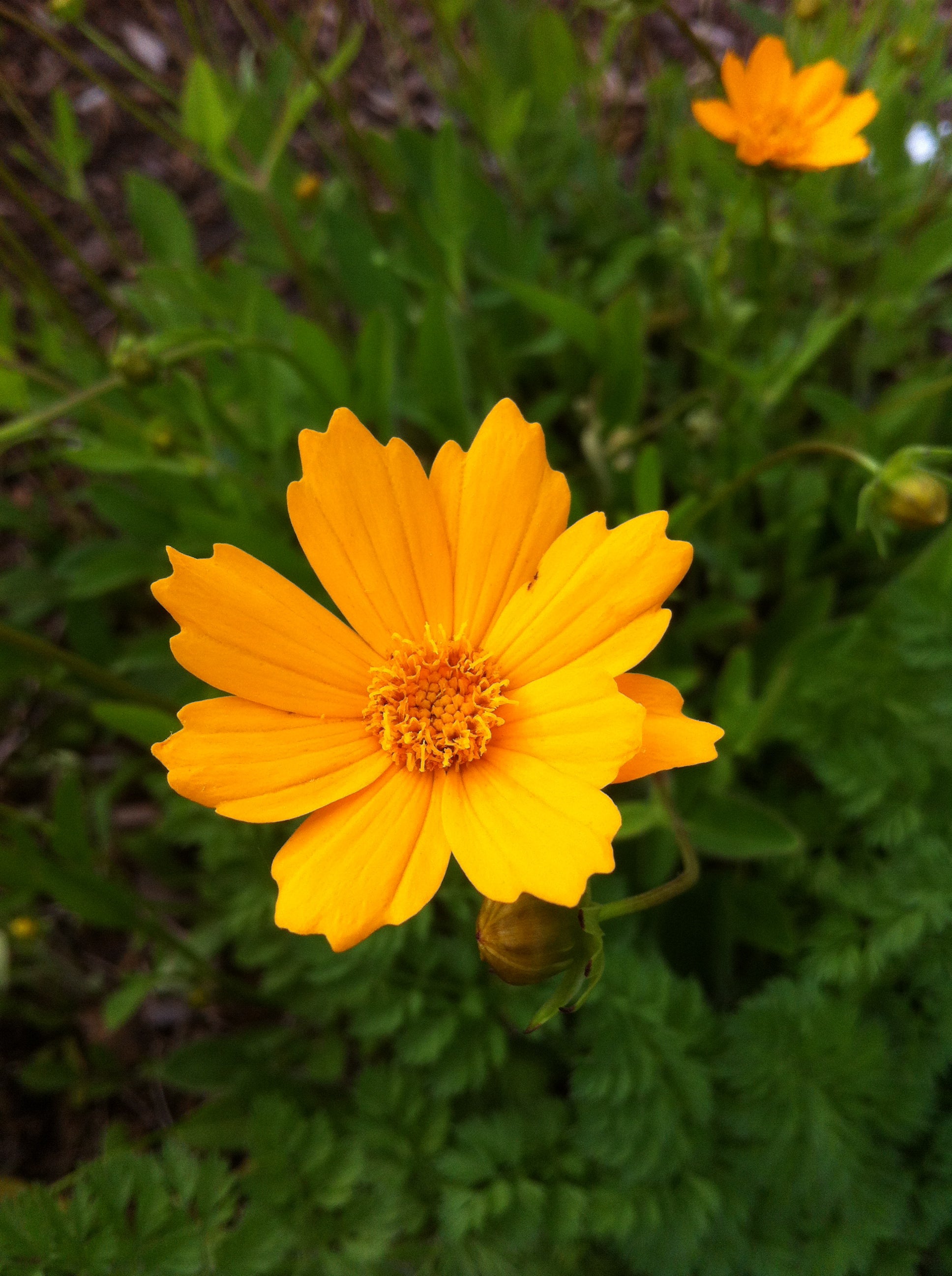 Coreopsis auriculata Nana Dwarf Tickseed