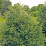 Juniperus virginiana Eastern Red Cedar