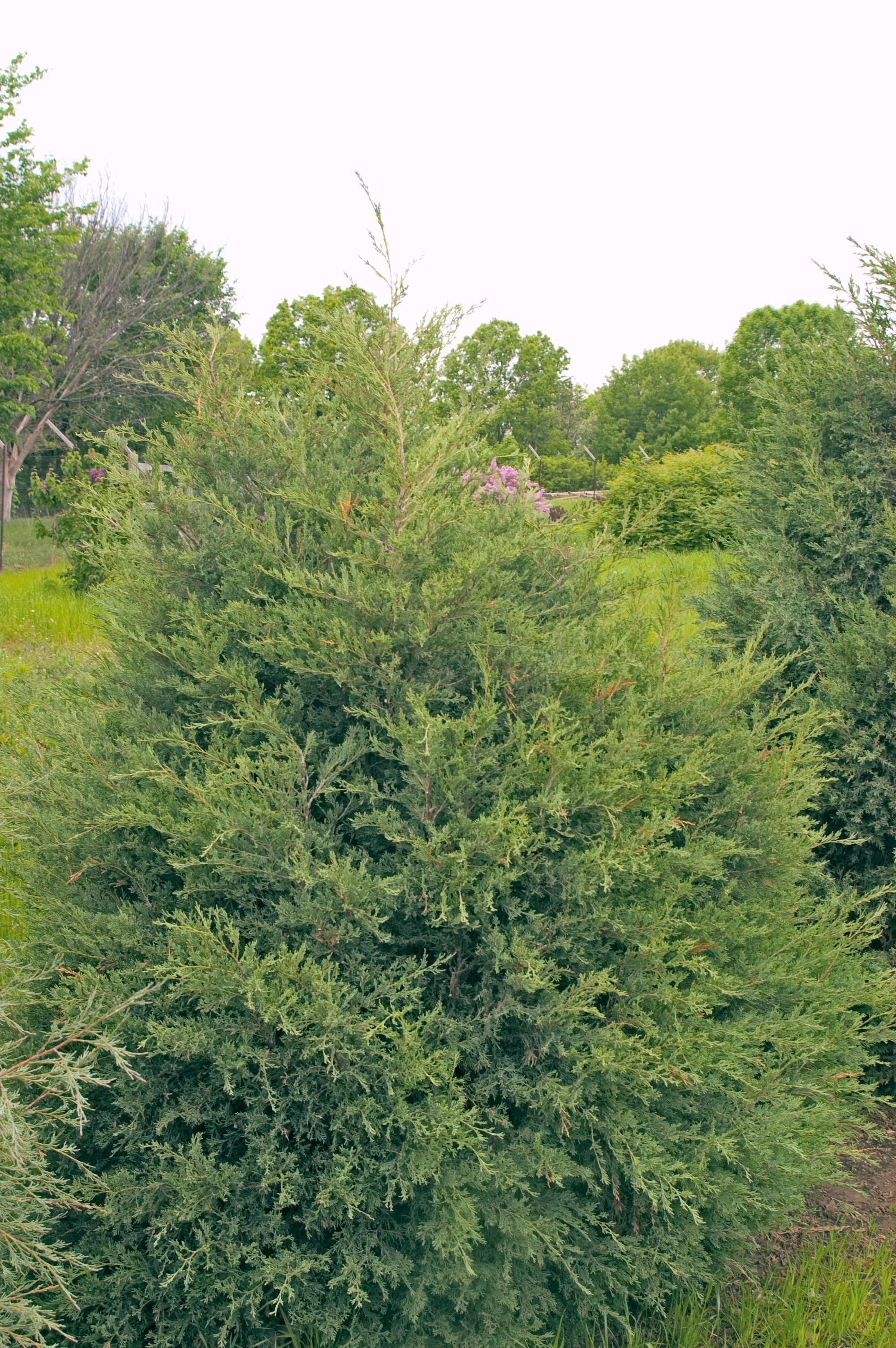 Juniperus virginiana Eastern Red Cedar