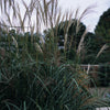 Miscanthus sinensis Goliath Goliath Maiden Grass