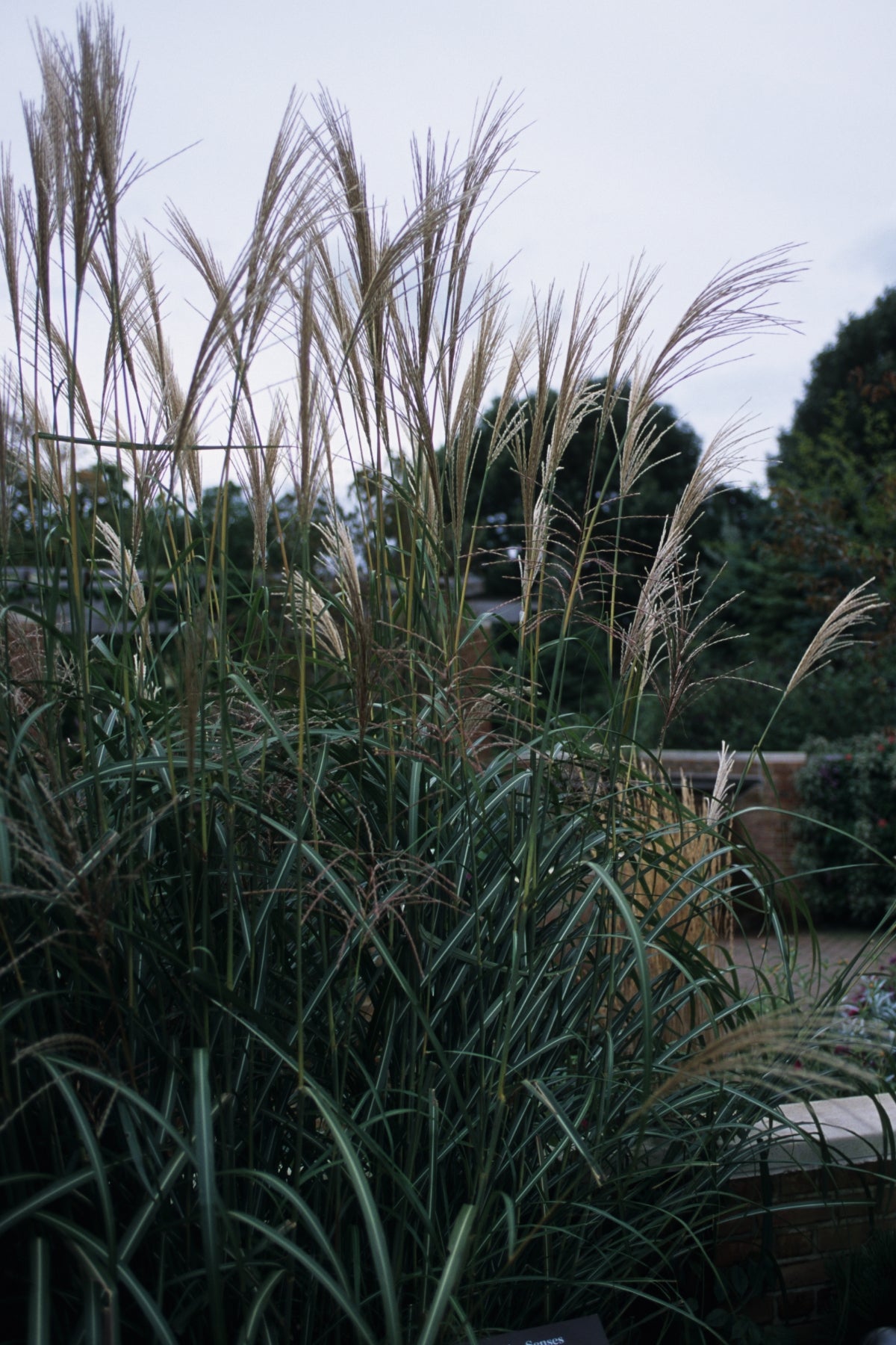 Miscanthus sinensis Goliath Goliath Maiden Grass