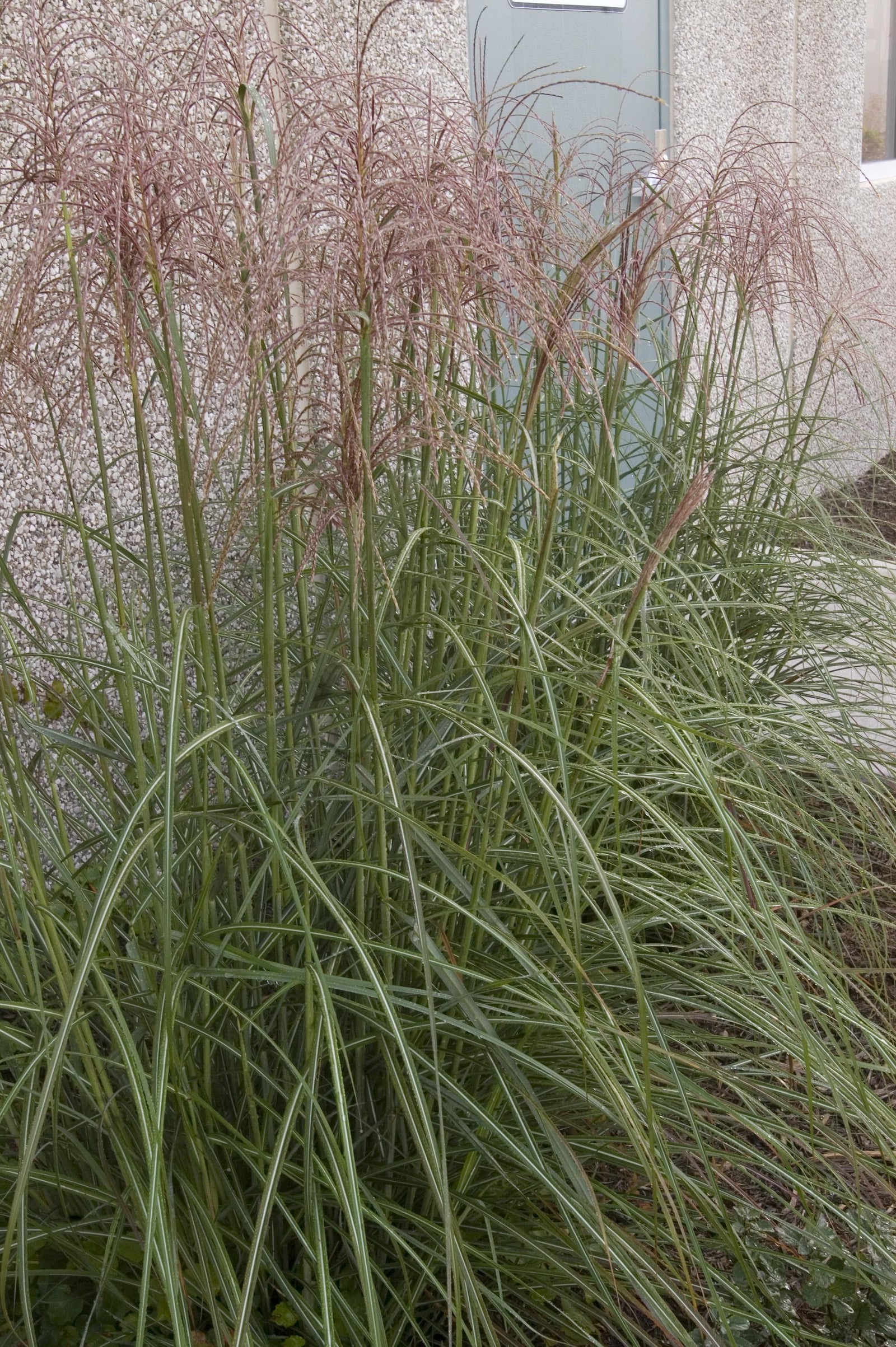 Miscanthus sinensis Graziella Maiden Grass