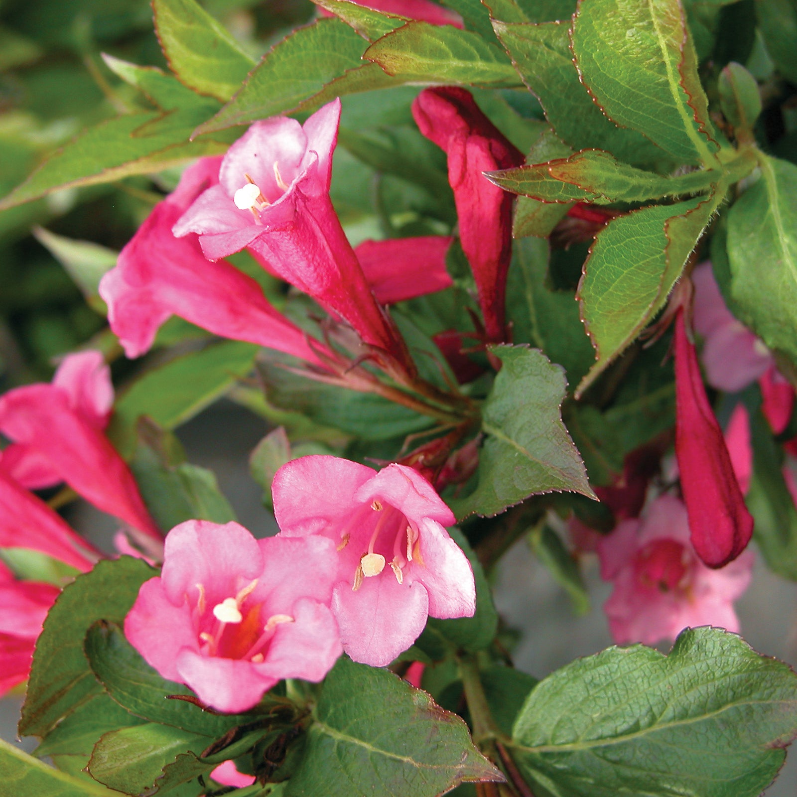 Weigela florida Minuet COPF Minuet Weigela