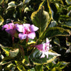 Weigela florida Nana Variegata Dwarf Variegated Weigela