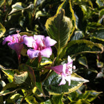 Weigela florida Nana Variegata Dwarf Variegated Weigela