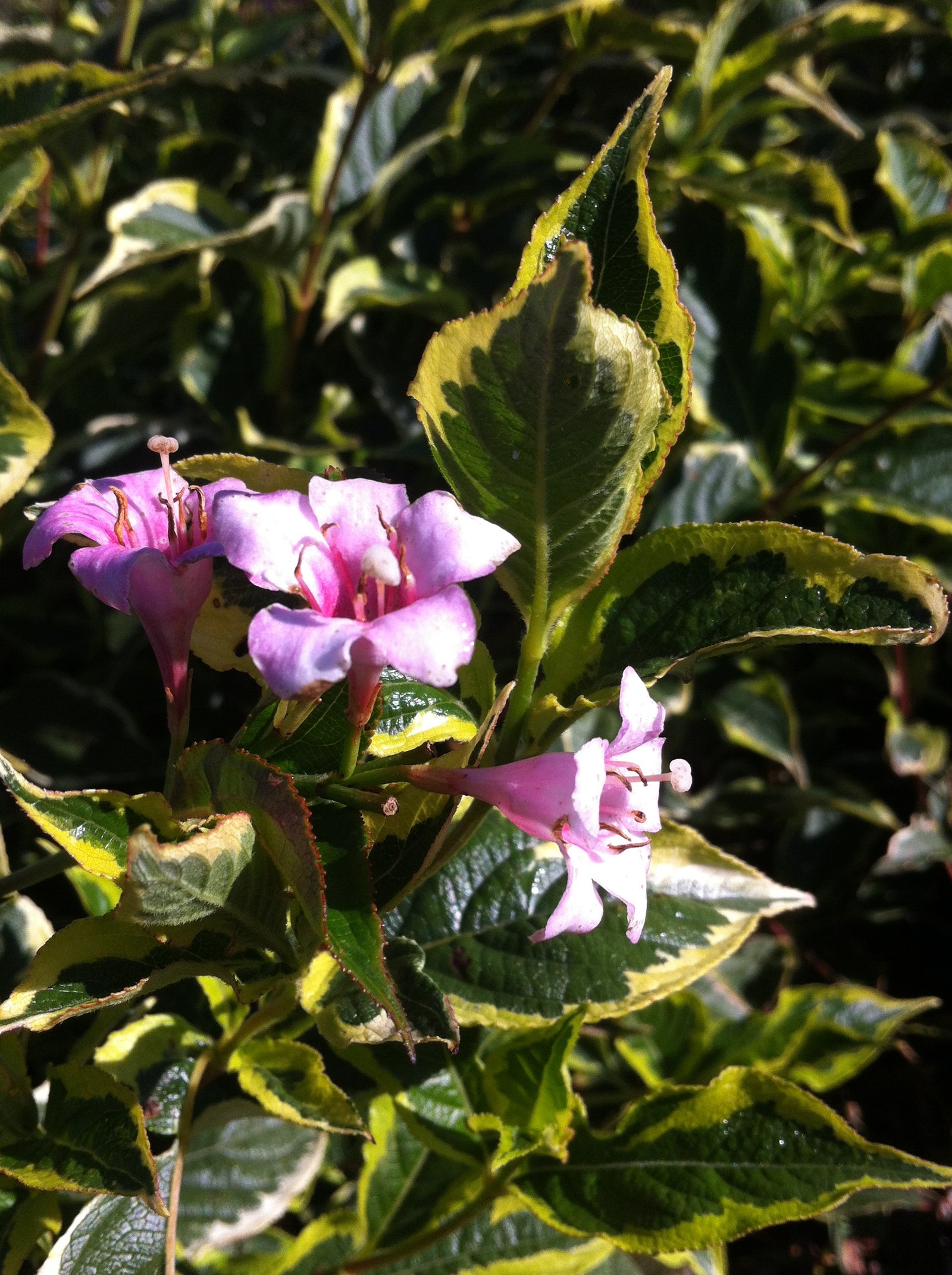 Weigela florida Nana Variegata Dwarf Variegated Weigela