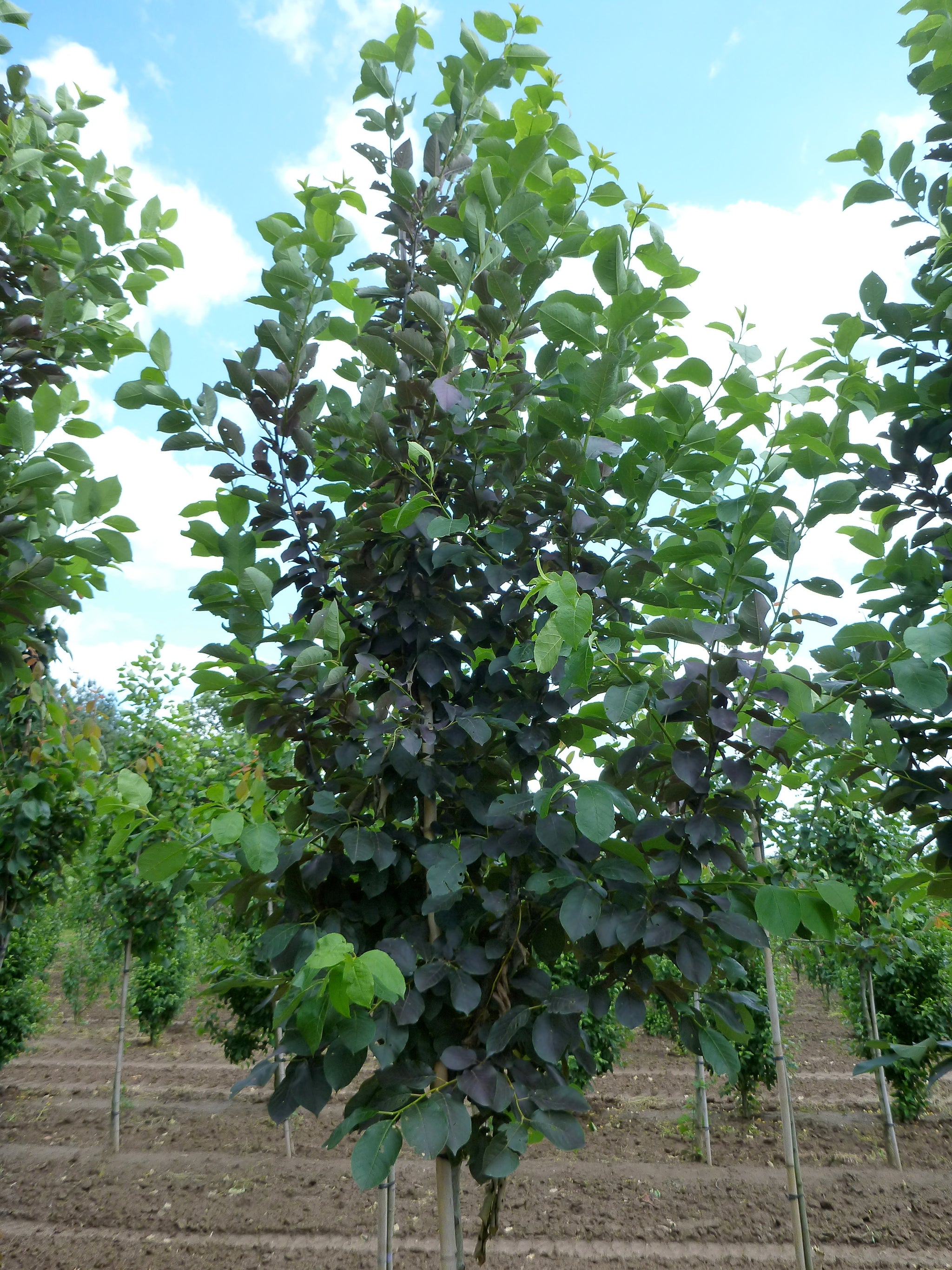 Prunus virginiana Schubert Schubert Chokecherry