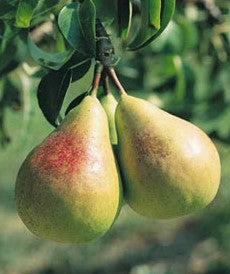 Pear Flemish Beauty Flemish Beauty Pear