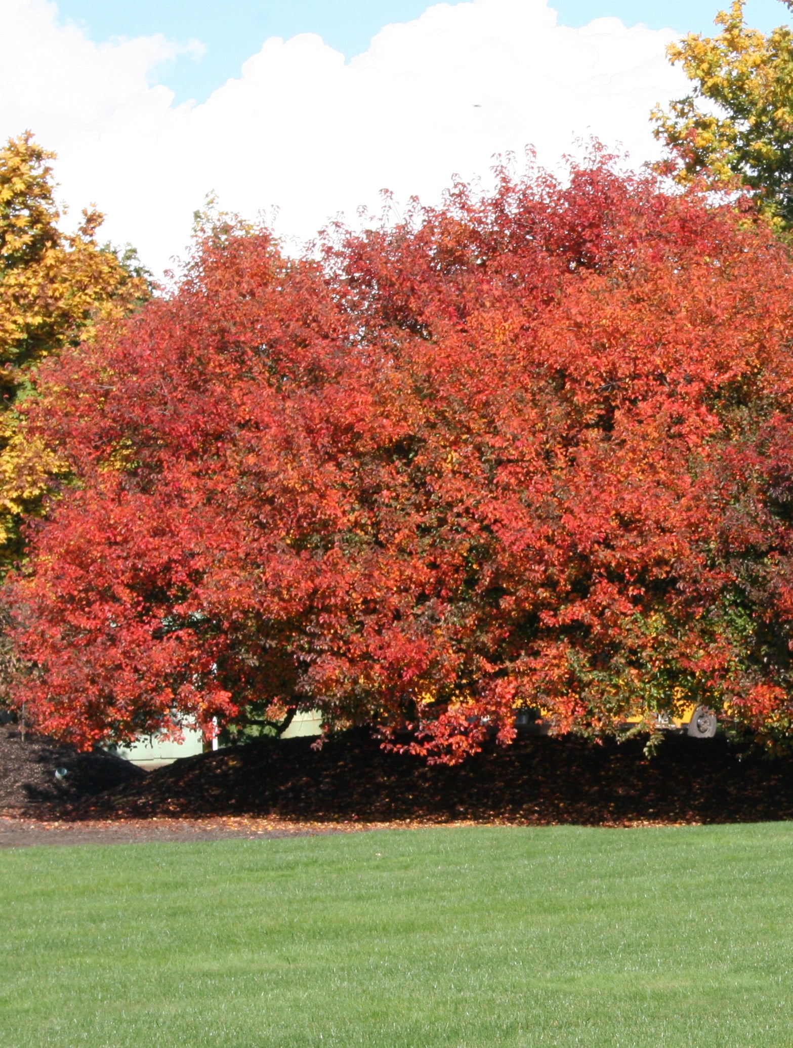 Pyrus fauriei Korean Sun Westwood Korean Sun Pear