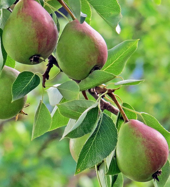 Pear Golden Spice Golden Spice Pear