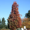 Quercus x alba x robur Crimson Spire Crimschmidt PP9103 Crimson Spire Oak