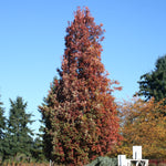 Quercus x alba x robur Crimson Spire Crimschmidt PP9103 Crimson Spire Oak