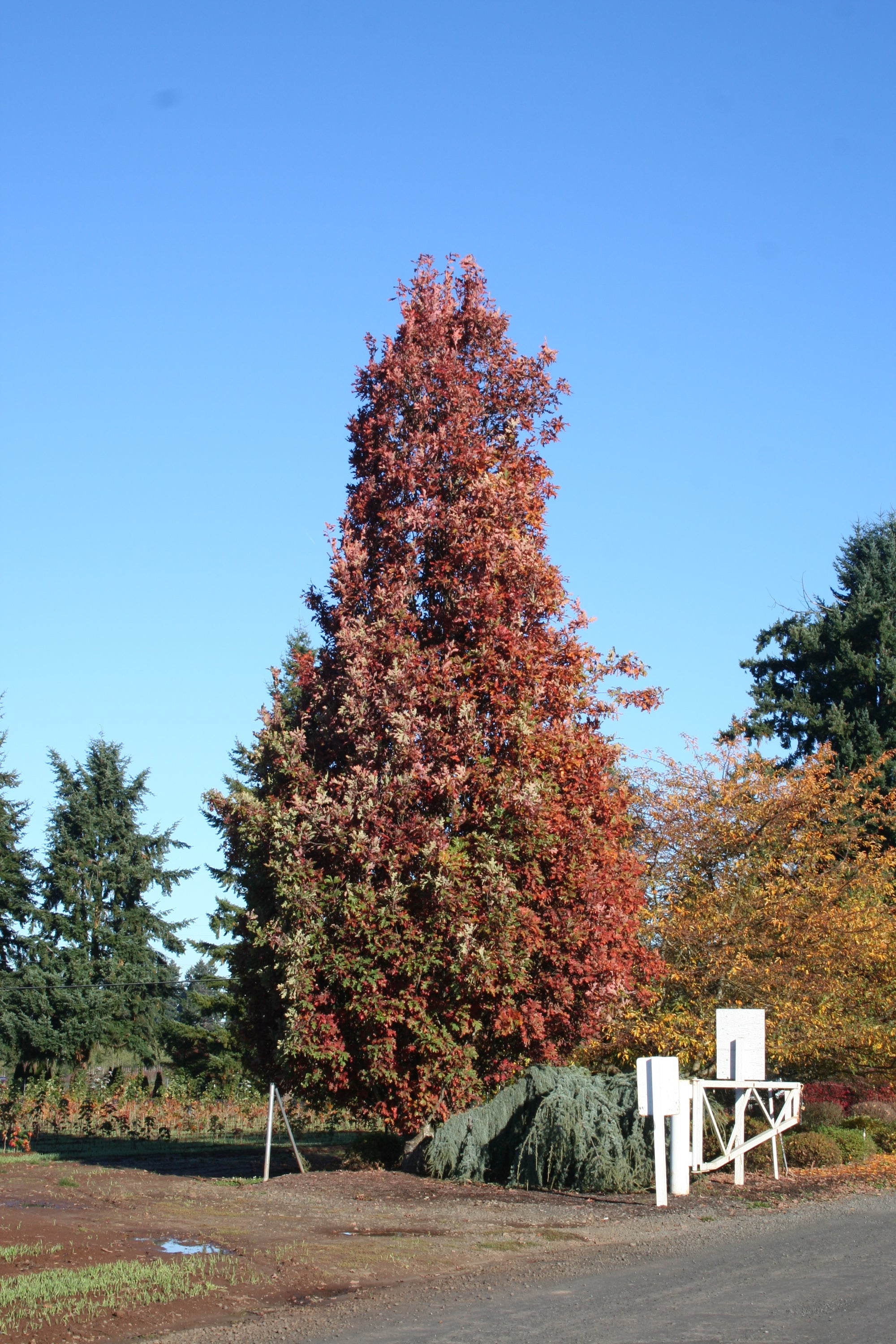 Quercus x alba x robur Crimson Spire Crimschmidt PP9103 Crimson Spire Oak