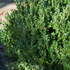 Buxus x Green Mountain COPF Green Mountain Boxwood