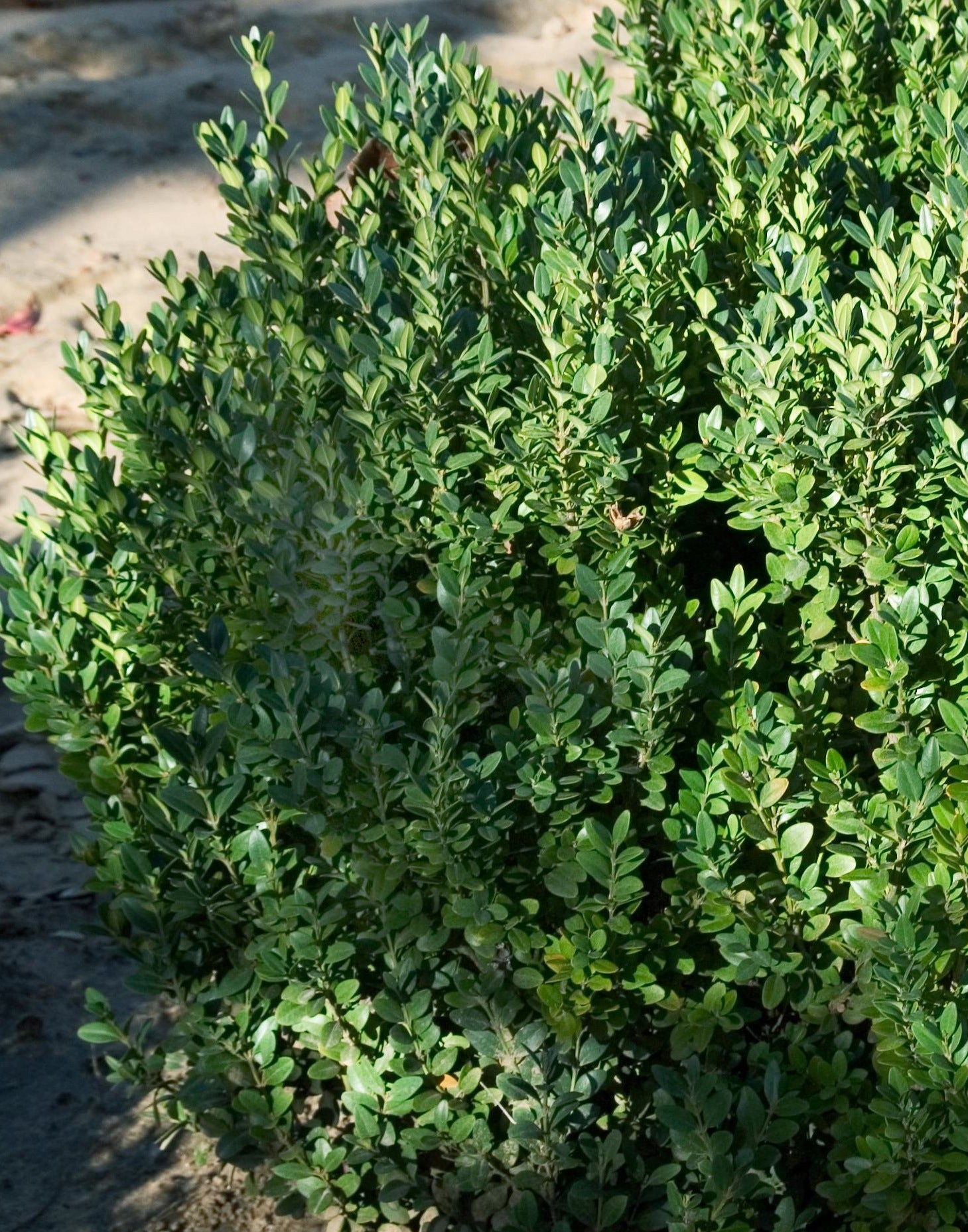 Buxus x Green Mountain COPF Green Mountain Boxwood