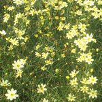 Coreopsis verticillata Moonbeam Threadleaf Tickseed