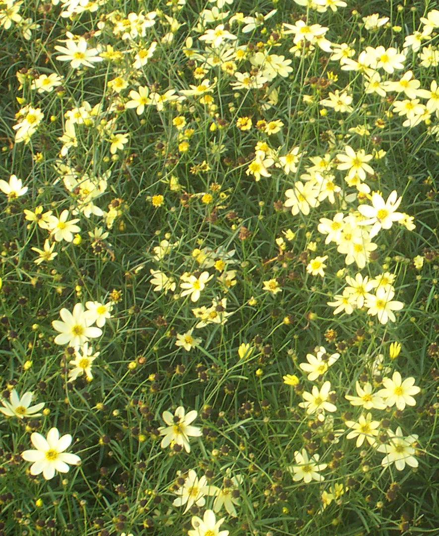 Coreopsis verticillata Moonbeam Threadleaf Tickseed