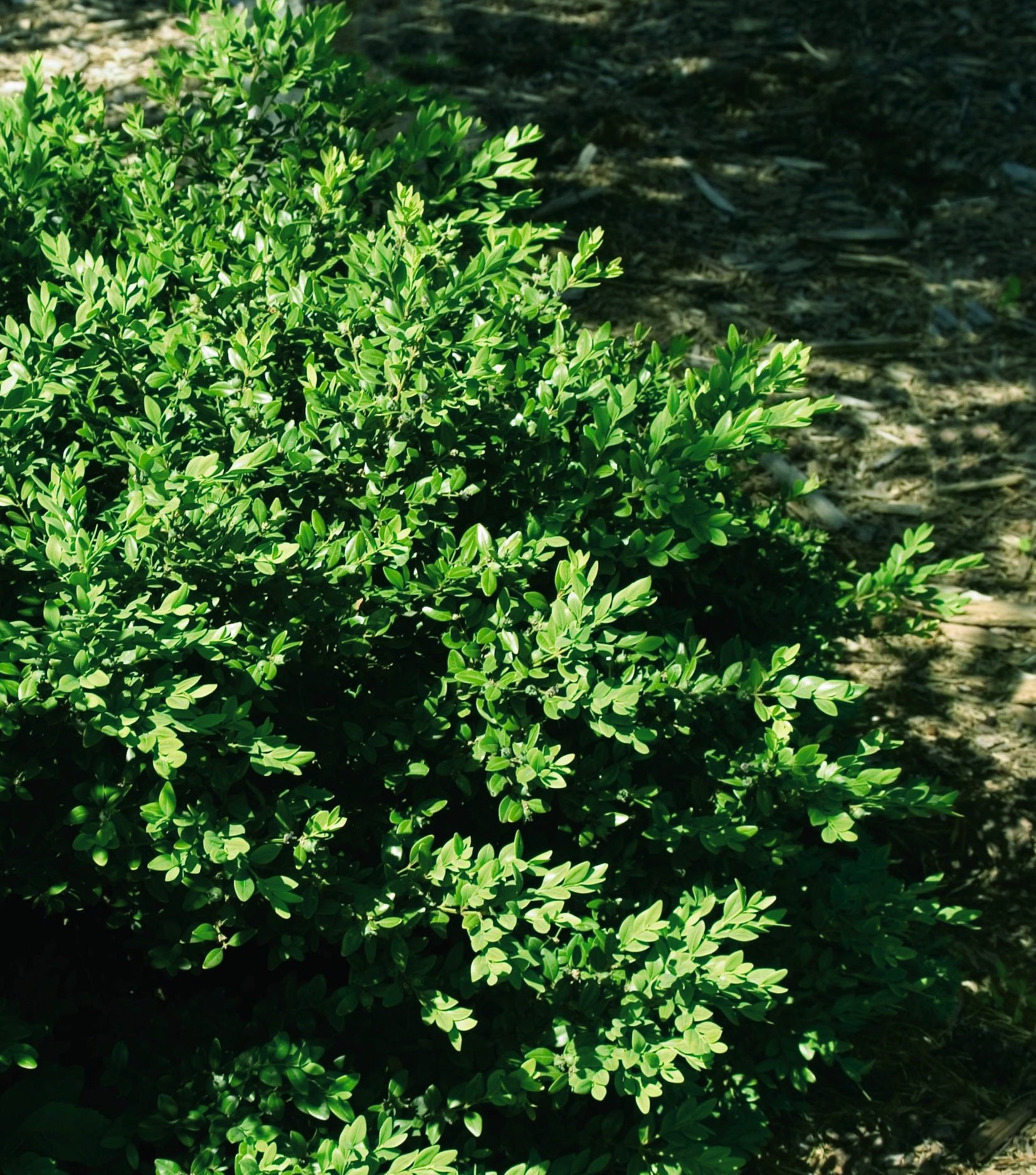 Buxus x Green Velvet COPF Green Velvet Boxwood