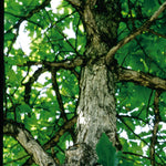 Quercus bicolor Swamp White Oak