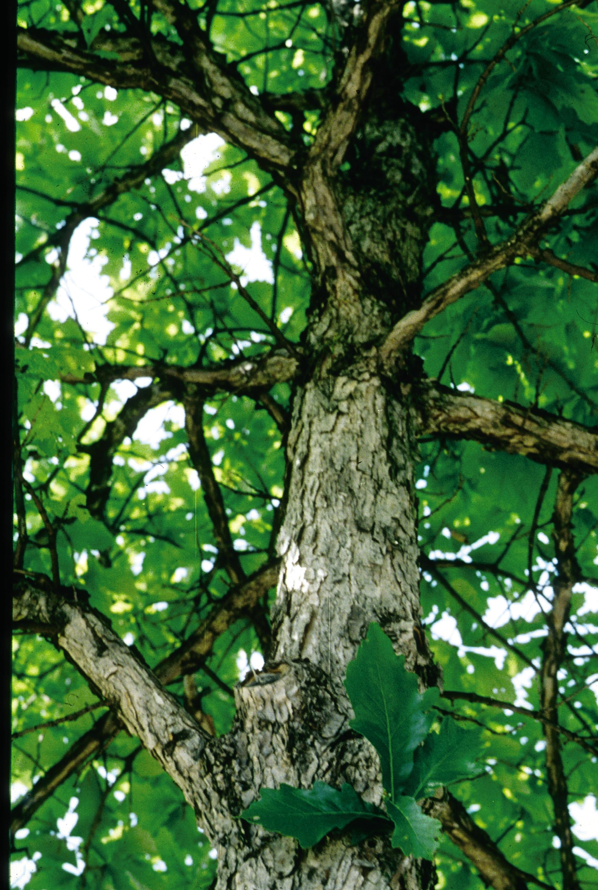 Quercus bicolor Swamp White Oak