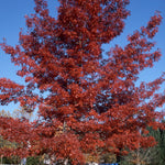 Quercus coccinea Scarlet Oak