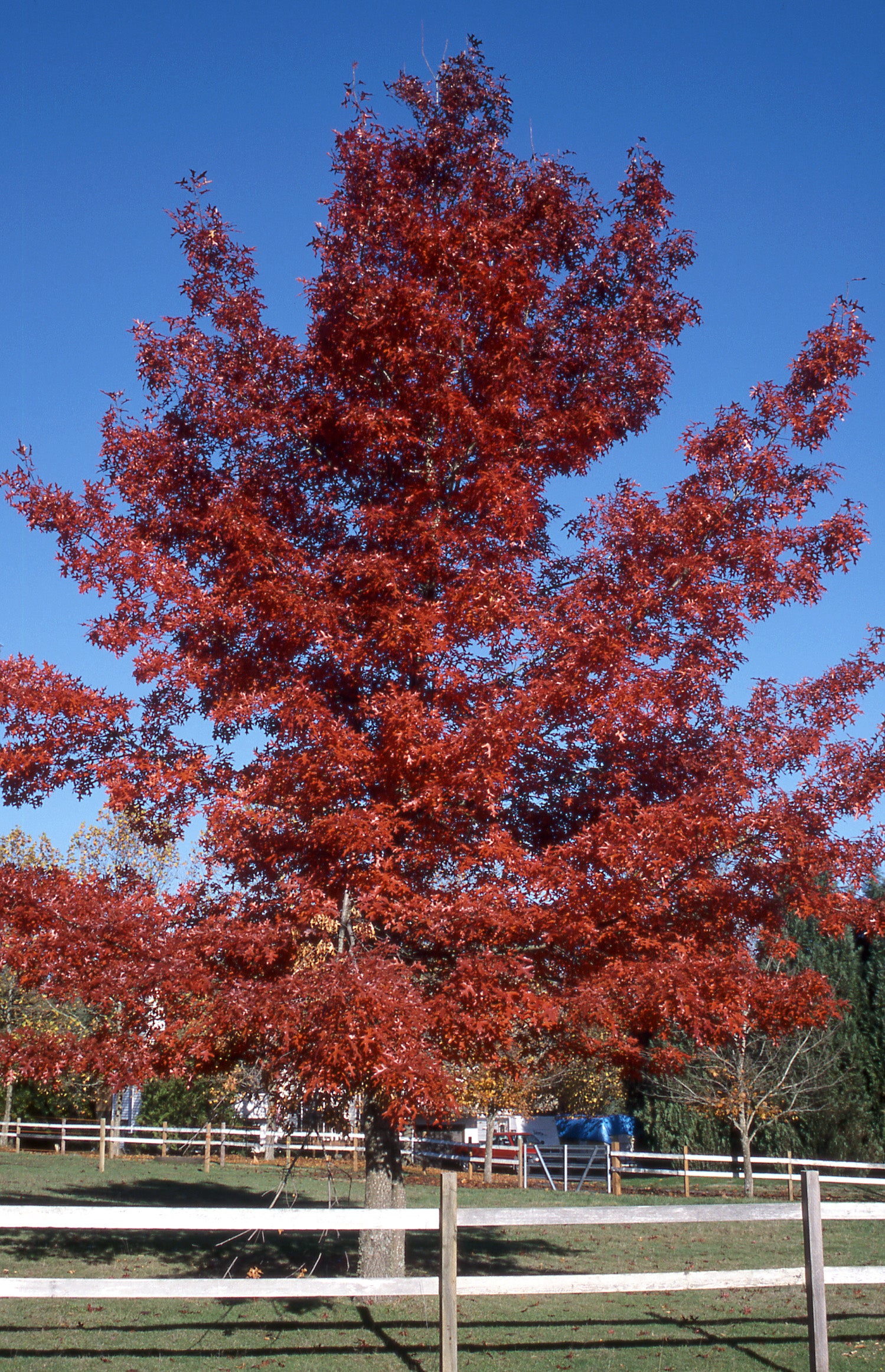 Quercus coccinea Scarlet Oak