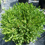 Buxus microphylla Pincushion Pincushion Boxwood