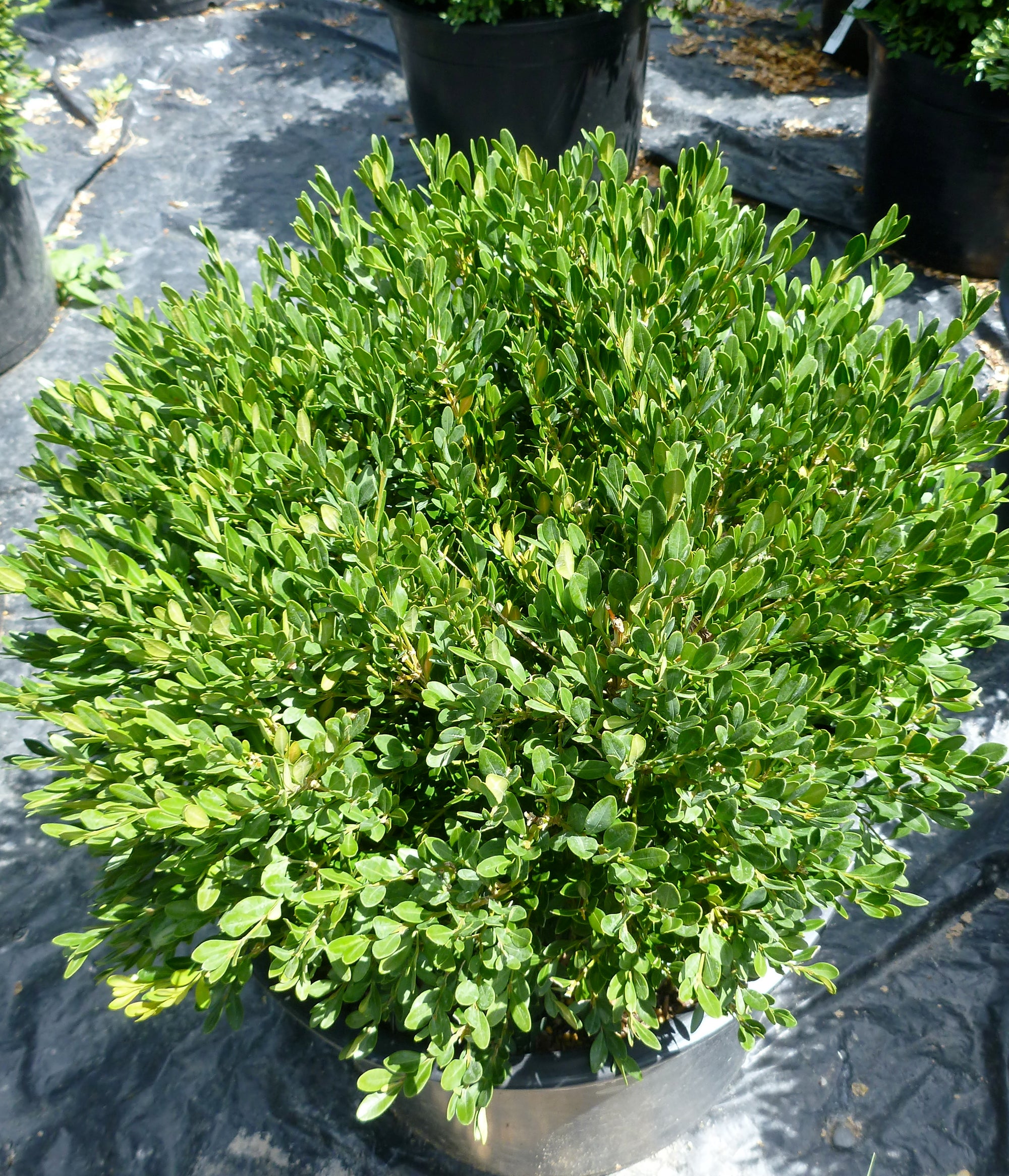 Buxus microphylla Pincushion Pincushion Boxwood