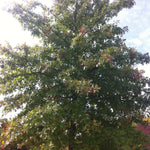 Quercus palustris Pin Oak