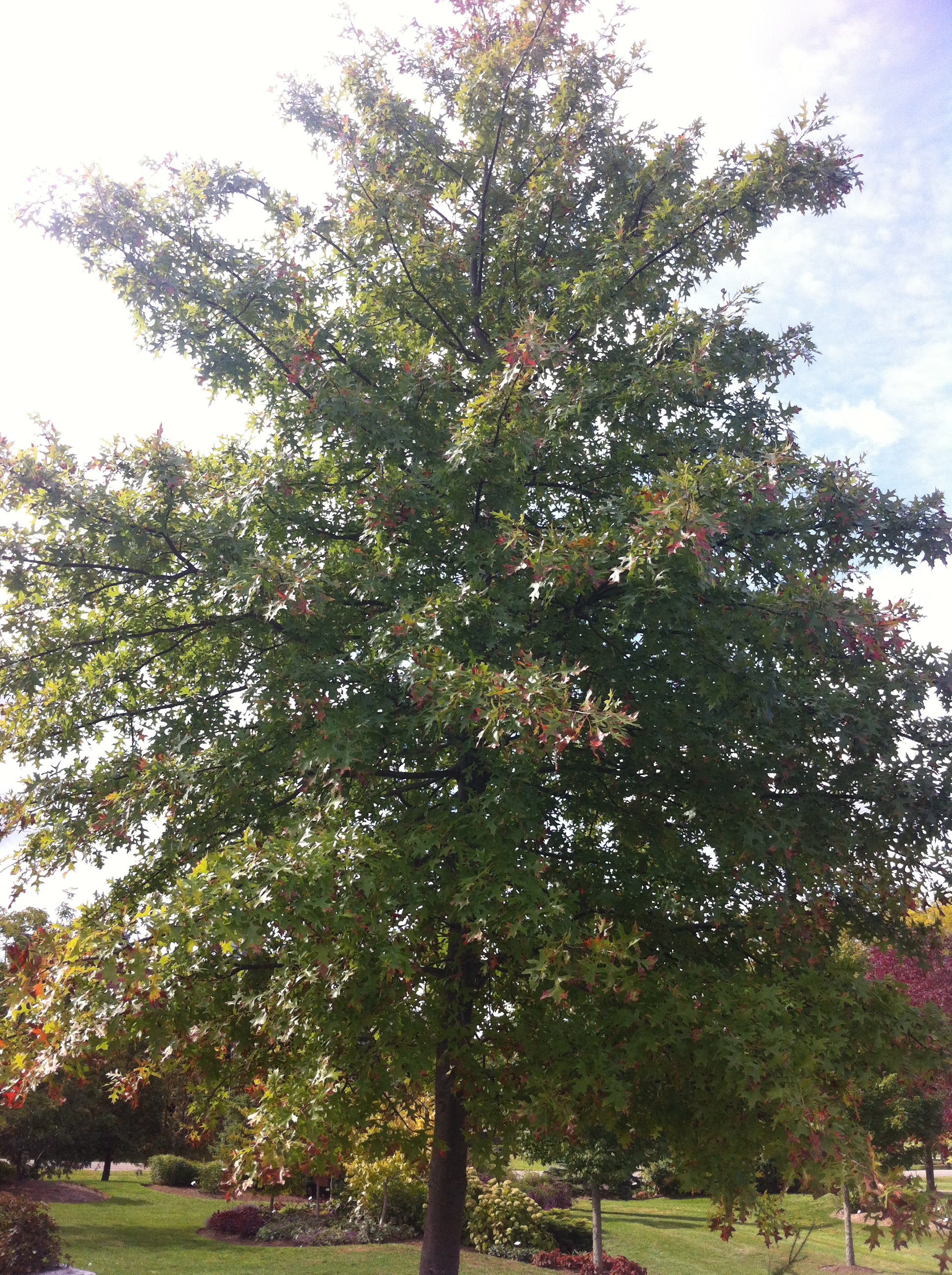 Quercus palustris Pin Oak