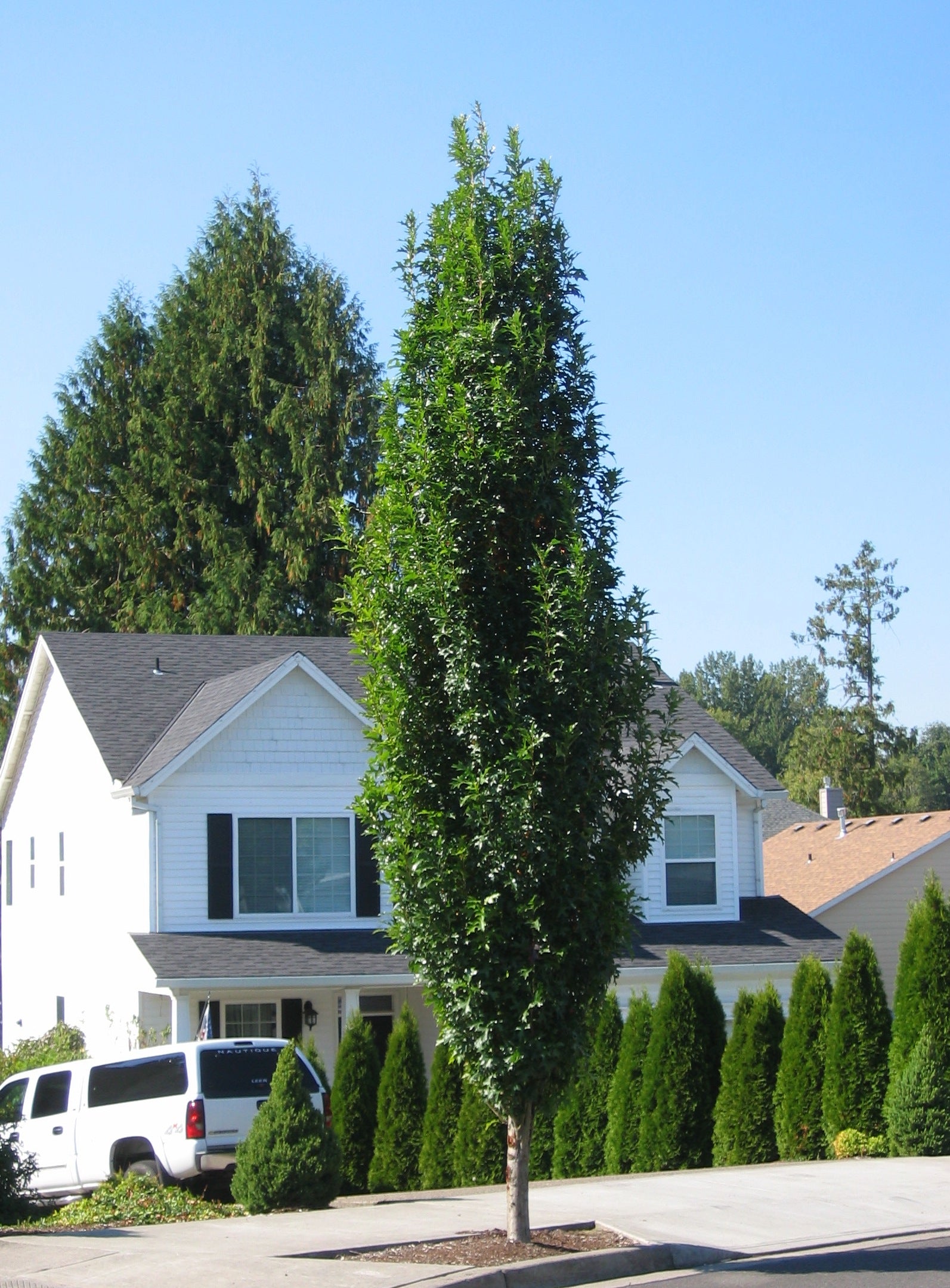 Quercus palustris Green Pillar Pringreen PP9093 Green Pillar Oak