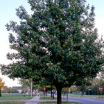 Quercus robur English Oak