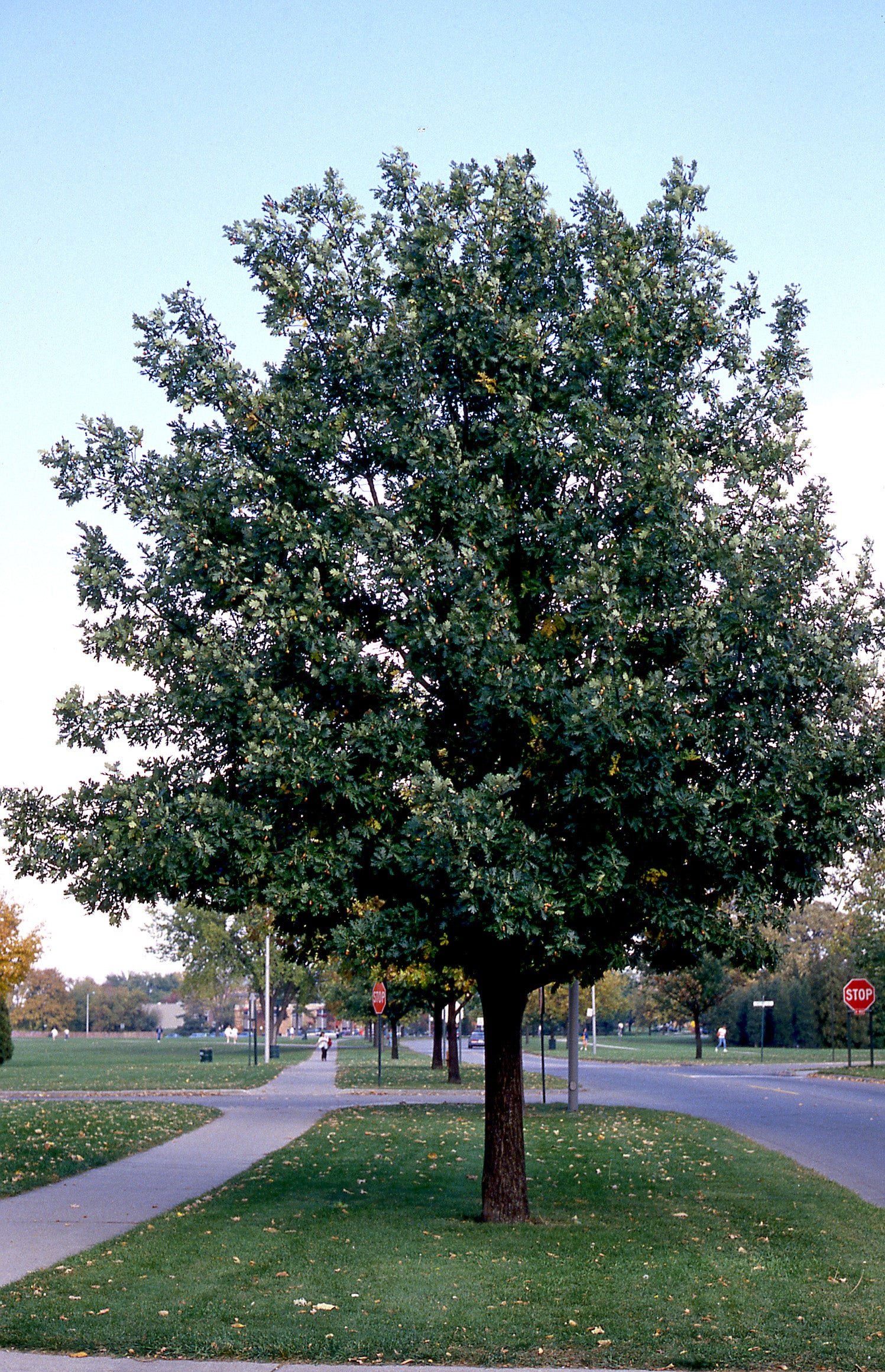 Quercus robur English Oak