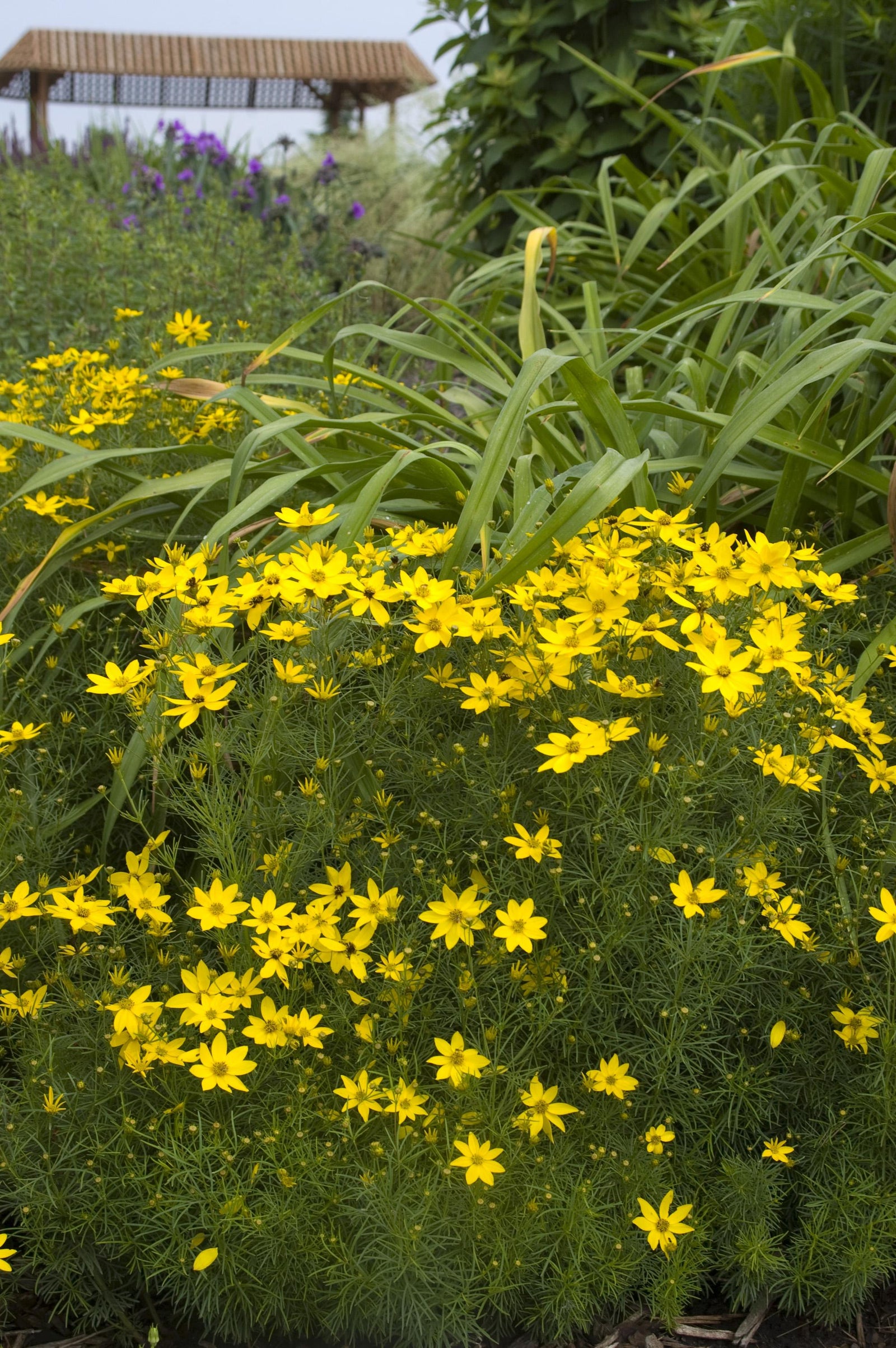 Coreopsis verticillata Zagreb Threadleaf Tickseed