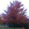 Quercus rubra Red Oak