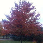 Quercus rubra Red Oak