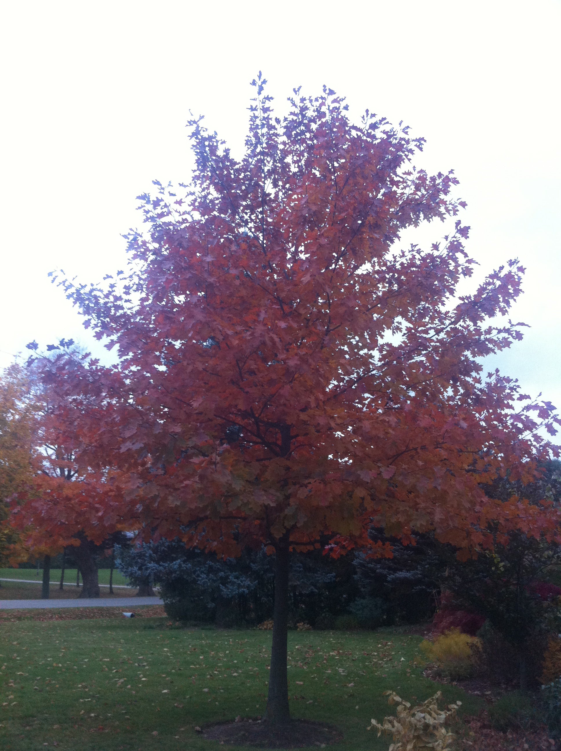 Quercus rubra Red Oak