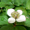 Cornus canadensis Bunchberry