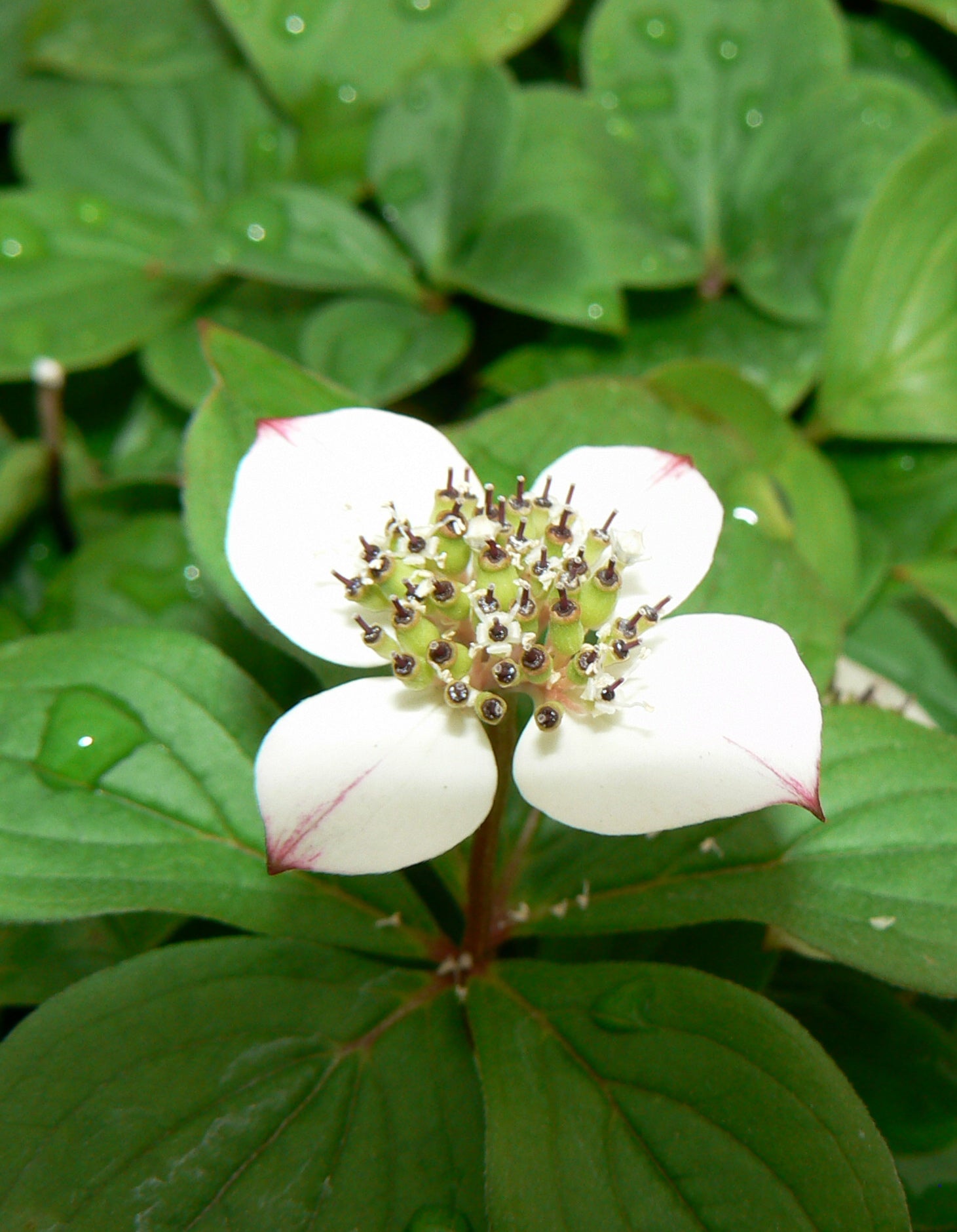 Cornus canadensis Bunchberry