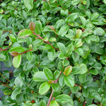 Cotoneaster dammeri Bearberry Cotoneaster