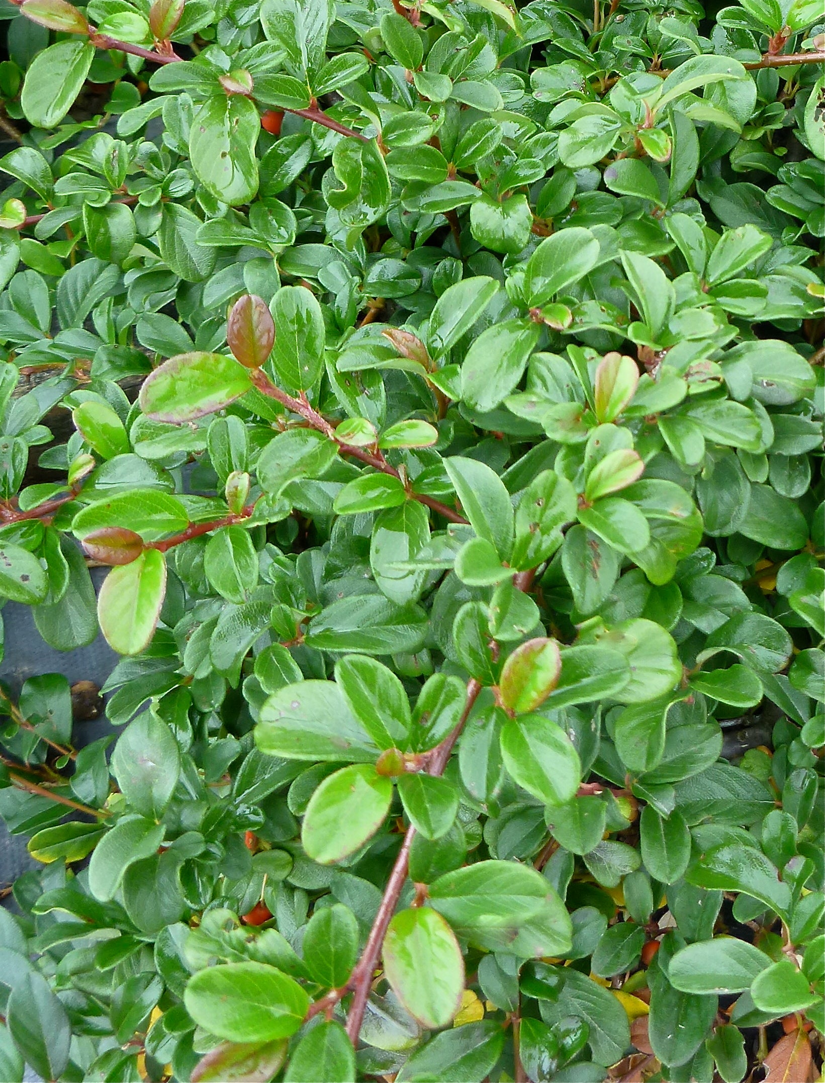 Cotoneaster dammeri Bearberry Cotoneaster