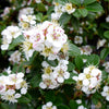 Cotoneaster dammeri Coral Beauty Coral Beauty Cotoneaster