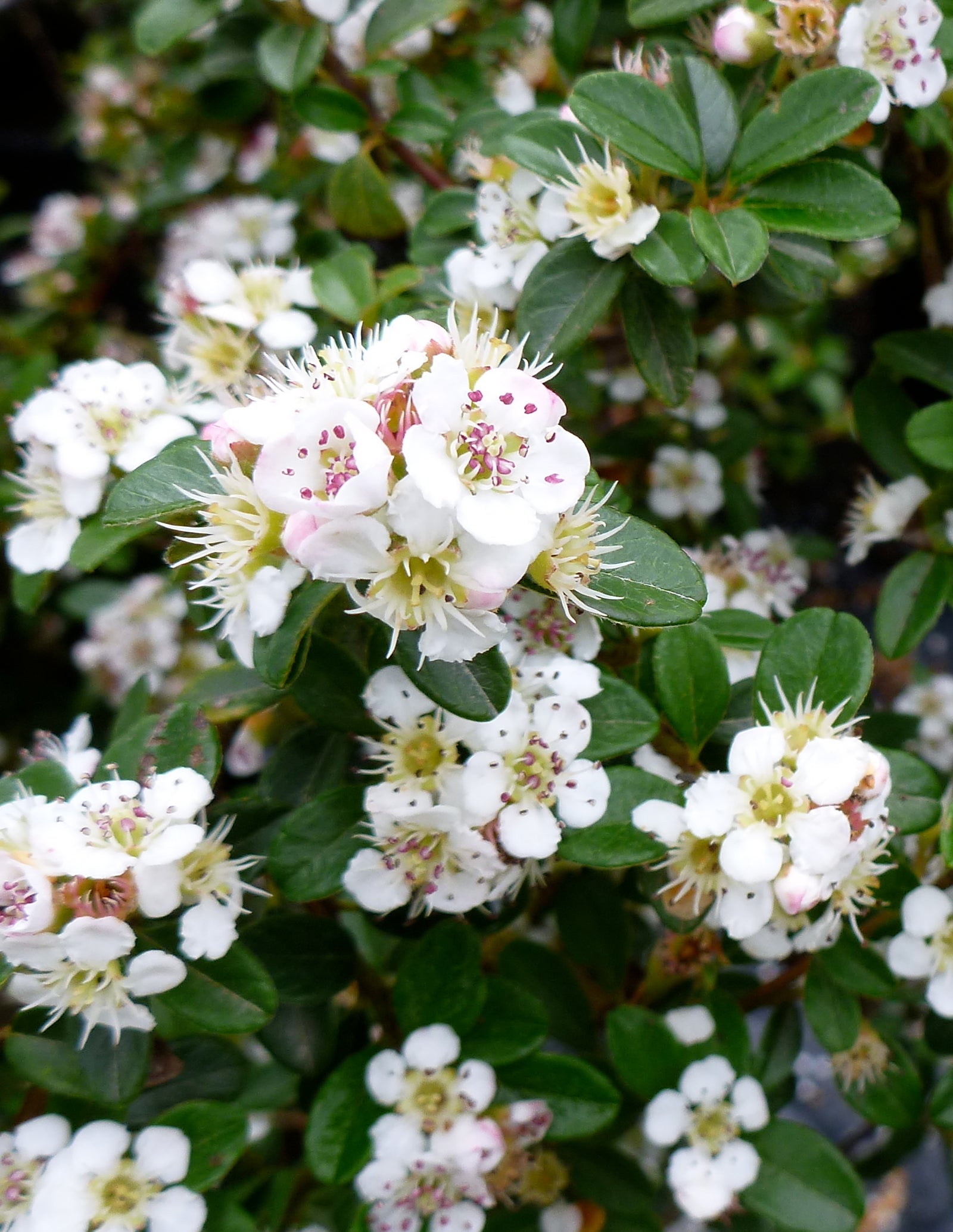 Cotoneaster dammeri Coral Beauty Coral Beauty Cotoneaster