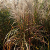 Miscanthus sinensis Malepartus Malepartus Maiden Grass