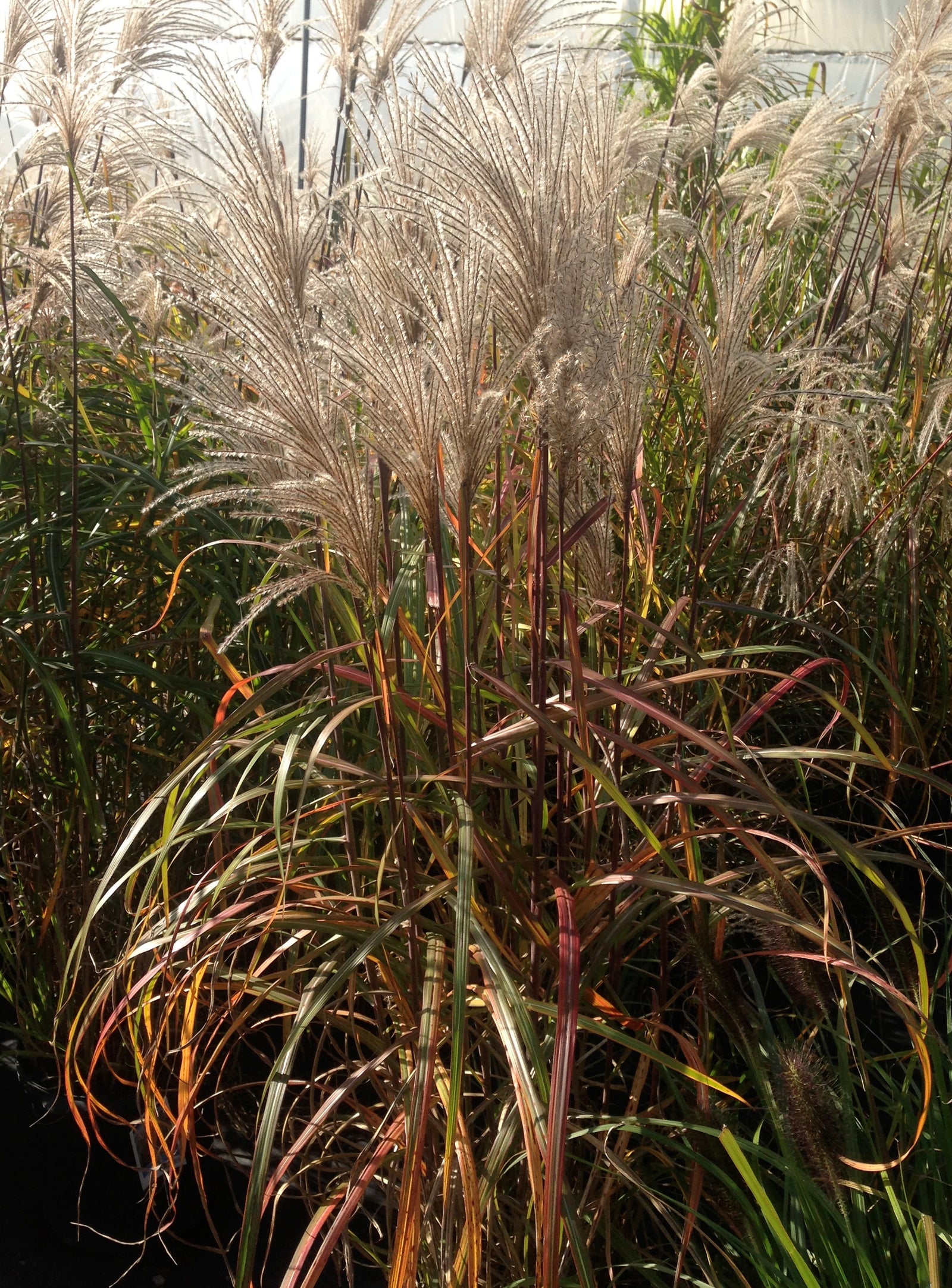 Miscanthus sinensis Malepartus Malepartus Maiden Grass